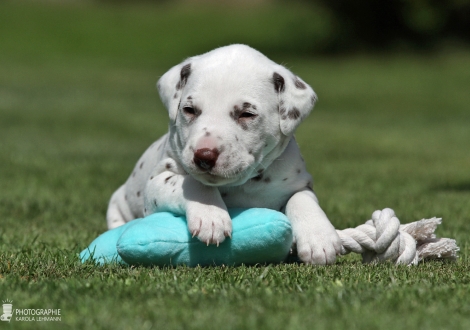 Male | colour white - liver (collar blue)