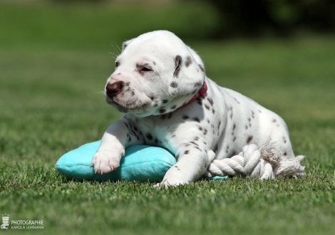 Female | colour white - liver (collar pink)