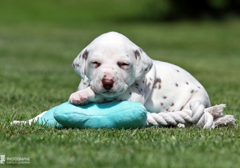 Female | colour white - liver (collar red)