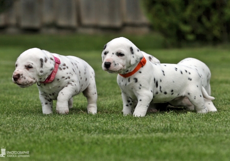 Left female | colour white - liver (collar pink) and right female | colour white - black (collar orange)