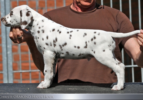 Christi ORMOND Happy Hour - Male | colour white - liver (collar blue