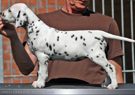 Christi ORMOND Helping Hand - Female | colour white - black (collar orange)