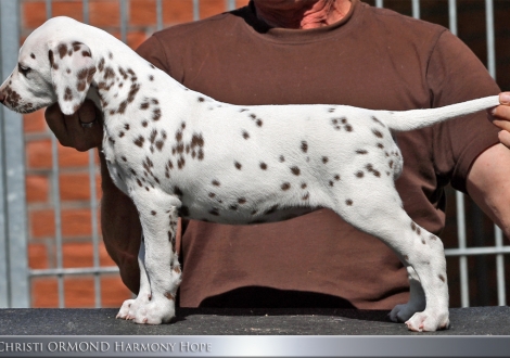 Christi ORMOND Harmony Hope - Female | colour white - liver (collar red)