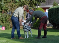 Fotoimpressionen 21. Dog Handling Seminar