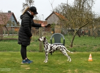 Aufstellen des Hundes in dem der Doghandler von vorne führt