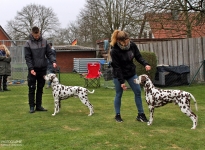 Positioning the dogs at the correct distance from each other