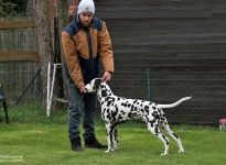 Aufstellen des Hundes in dem der Doghandler von vorne führt und richtige Zuführung von Leckerlies