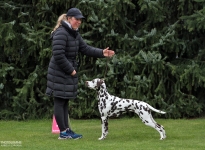 Positioning the dog with the dog handler leading from the front