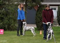 Positioning the dogs at the correct distance from each other