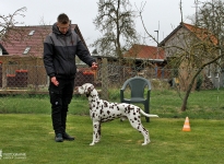 Exercises for positioning the dog