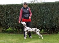 Disadvantages of lateral guidance by the dog handler