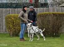 Nachteile der seitlichen Führung durch den Doghandler