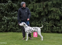 Nachteile der seitlichen Führung durch den Doghandler