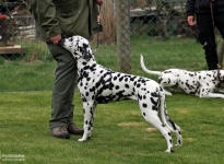 Aufstellen des Hundes in dem der Doghandler von vorne führt und richtige Zuführung von Leckerlies