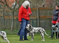 Anatomische Ansicht wenn der Hund nicht fixiert wird durch den Doghandler