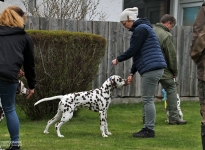 Anatomische Ansicht wenn der Hund nicht korrekt gestellt wird