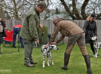 Measuring the dog