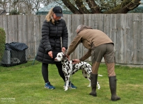 Vermessen des Hundes