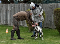 Vermessen des Hundes