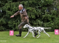 Correct demonstration with the correct walking speed during the gait test by the dog handler