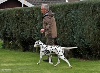 Correct demonstration with the correct walking speed during the gait test by the dog handler