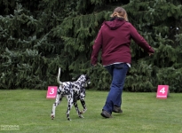 How to lead the dog correctly at a constant speed in a trot