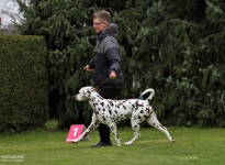 Correct & present entry into the show ring