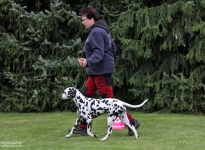 Correct demonstration with the correct walking speed during the gait test by the dog handler