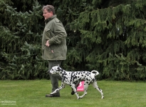 How to lead the dog correctly at a constant speed in a trot