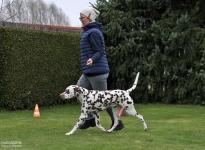 Correct & present entry into the show ring