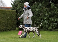 Correct demonstration with the correct walking speed during the gait test by the dog handler