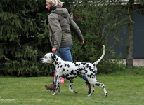 Correct demonstration with the correct walking speed during the gait test by the dog handler