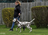 Correct demonstration with the correct walking speed during the gait test by the dog handler