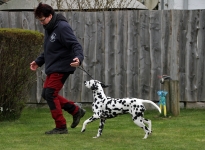 Correct demonstration with the correct walking speed during the gait test by the dog handler