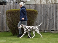 Correct demonstration with the correct walking speed during the gait test by the dog handler