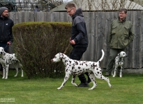 Correct demonstration with the correct walking speed during the gait test by the dog handler