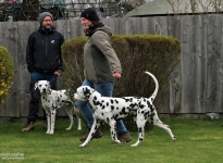 How to lead the dog correctly at a constant speed in a trot