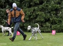 Correct & present entry into the show ring