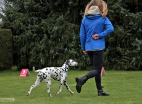 Correct demonstration with the correct walking speed during the gait test by the dog handler