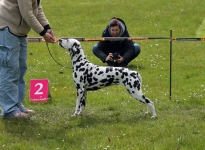 Aufstellen des Hundes in dem der Doghandler von vorne führt und richtige Zuführung von Leckerlies