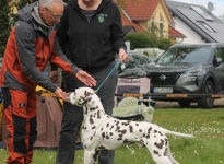 Individual training, explanations of the anatomical structure of the dog