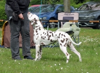 Aufstellen des Hundes in dem der Doghandler von vorne führt und richtige Zuführung von Leckerlies