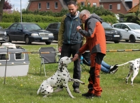 Individual training, explanations of the anatomical structure of the dog