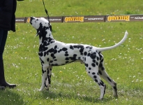 Aufstellen des Hundes in dem der Doghandler von vorne führt