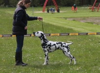 Aufstellen des Hundes in dem der Doghandler von vorne führt