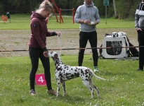 Aufstellen des Hundes in dem der Doghandler von vorne führt