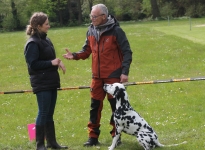 Explanations for exhibiting dogs