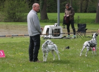 Positioning the dogs at the correct distance from each other