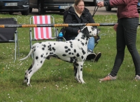 Aufstellen des Hundes in dem der Doghandler von vorne führt und richtige Zuführung von Leckerlies