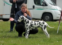 Ways to show the dog kneeling